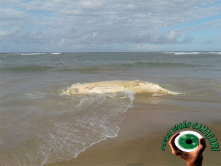 DEFESA CIVIL: Equipe trabalha na retirada de baleia encontrada morta na praia de Itacimirim  orla de camaçari