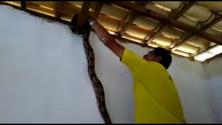 Cobra é capturada dentro de Terreiro de Candomblé em Barra do Jacuípe