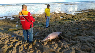 Golfinho é encontrado Morto na praia de Guarajuba em Camaçari