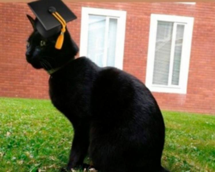 Gato visita universidade  e ganha diploma na Inglaterra