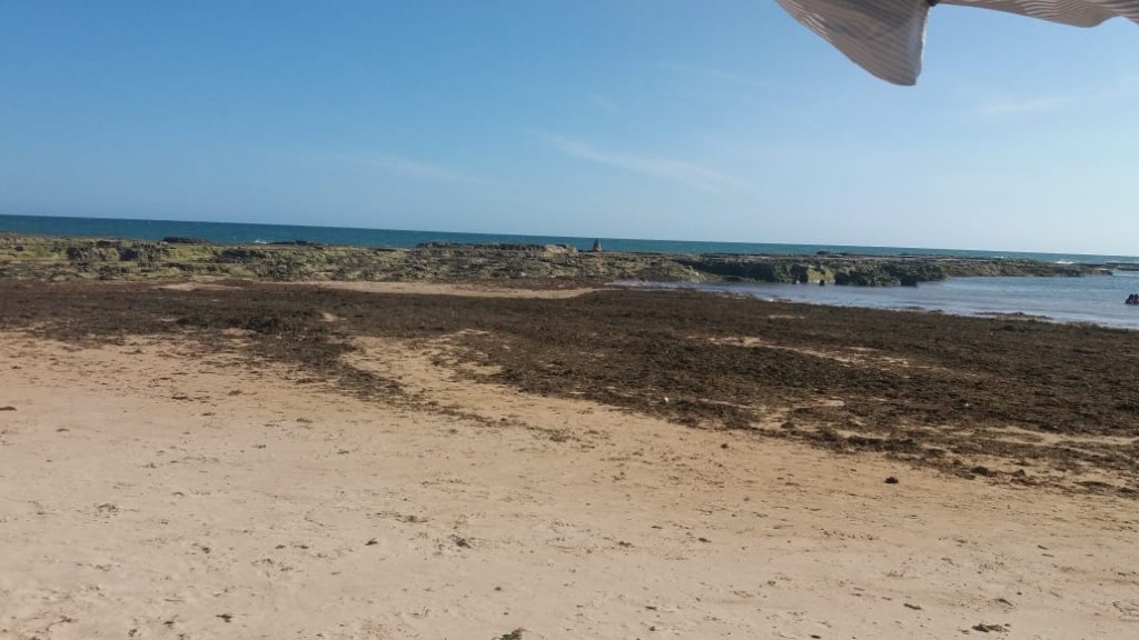 Sargaço na praia de Jauá espanta banhistas