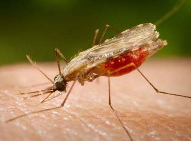 Dia Mundial da Malária: Bahia apresenta redução de 98,2% dos casos em 2019