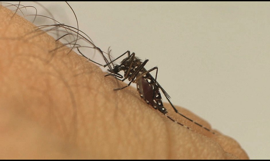 Anvisa aprova 1ª vacina contra a dengue de uso amplo; eficácia é de 80%